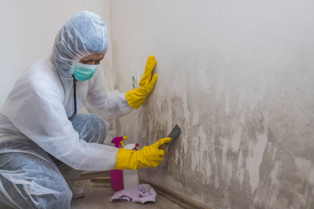 Mold Removal Process in Cetronia, PA