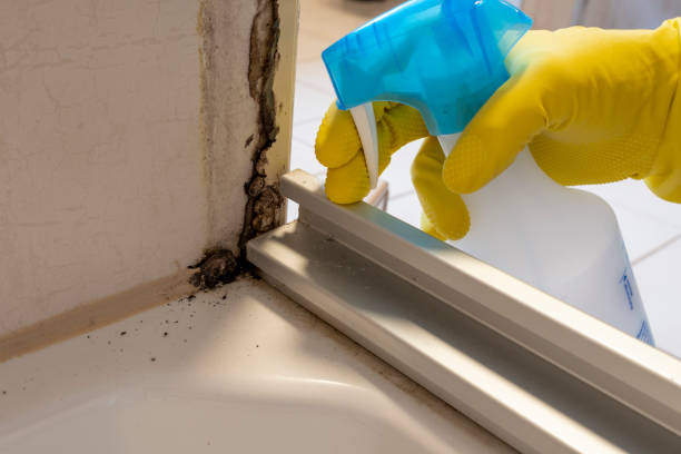 Best Mold Removal Company Near Me  in Cetronia, PA