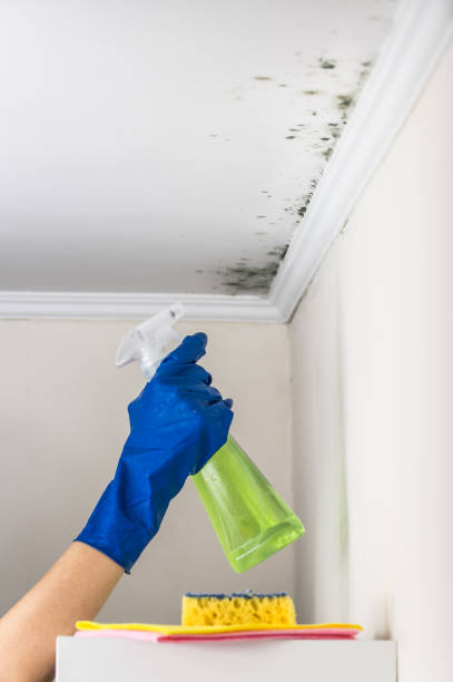 Best Mold Remediation  in Cetronia, PA