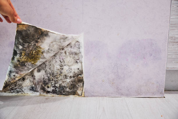 Best Mold Cleaning Services  in Cetronia, PA